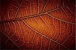 leaf vein texture