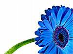 Close up abstract of a blue daisy gerbera on white