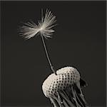 One dandelion isolated on black