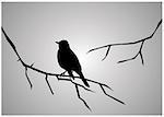 vector illustration of bird silhouette sitting on the branch