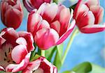 Bouquet of the fresh pink tulips on the blue background