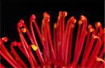 The petals of a red flower called protea, with one yellow petal (Very Shallow Depth of Field, Focus on yellow petal)