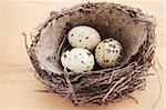 three quail spotty eggs in the nest