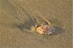 Empty crab shell on the sand of a beach