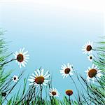 Floral background camomile flower. Vector illustration. EPS10