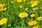 yellow dandelions in summer grass, lot of copy space