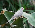 Desert doves in Vienna Zoo