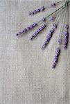 Bunch of lilac lavender flowers on sackcloth background