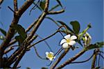 The bush of white frangipani flowers over the blue sky.
