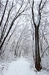 Fresh snowfall along a hiking trail in northern Illinois.