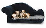 litter of puppies - shih tzu puppy laying on blue dog couch