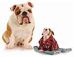 english bulldog father and son on white background