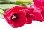 Closeup view of bunch of fresh red tulips