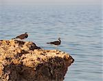 Pair of sooty sea gulls perched on rocks at the coast with sea background