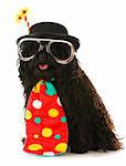 dog dressed like a clown - corded puli wearing clown costume on white background