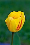 Yellow Tulip with blured background view