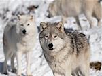 Artic wolf in winter