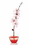 perfume bottle and cherry flower on white background