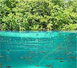 mangrove up down waterline real ecosystem organic algae in suspension