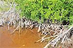 Mangrove plant red water and aerial roots blue sky Mayan Riviera Mexico