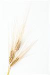 An image of three ears of ripe barley