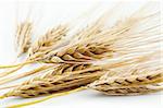 An image of yellow ears of ripe barley