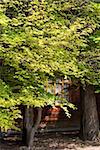 Green maple trees with house in daytime, focus on leaves.