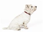 An image of a nice white Terrier