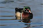 Drake Wood Duck swimming with reflection