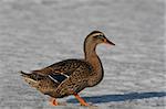 Hen Mallard Duck walks on Ice and Snow