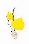 Autumn Birch Leaves / Beautiful Composition / isolated on white