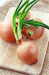 Three growing onion bulbs with fresh green sprouts