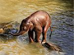 The elephant-child bathes in water