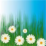 White camomiles in green grass. Vector illustration. Vector art in Adobe illustrator EPS format, compressed in a zip file. The different graphics are all on separate layers so they can easily be moved or edited individually. The document can be scaled to any size without loss of quality.