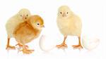 three chicks with an egg on white background