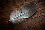 Pigeon feather on the old wood texture.