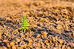 New life, green seedling growing in soil