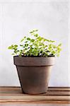 A potted oregano herb plant.