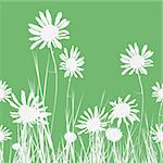 Floral seamless background camomile flower. Vector illustration.