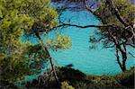 island beach blue diving nature ocean pine