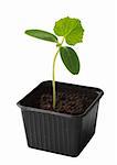 Cucumber seedling in plastic pot over white background