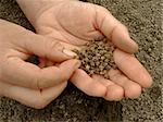 hand with beetroot seeds ready to sowing