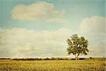 Lonely tree in meadow with a vintage look