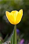 An image of a beautiful yellow tulip in the garden