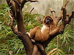 Monkey reclining in the top of a tree taking in the view.