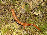 A Southern Two-lined Salamander (Eurycea cirrigera) in northern Alabama.