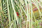 A Northern Cardinal (Cardinalis cardinalis) hides amongst palmetto fronds in the Everglades National Park of Florida.