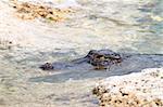 An American alligator in the Everglades National Park - Florida.