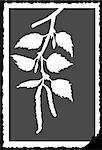 vector drawing of the branch of the birch on torn to paper