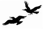 vector drawing two ravens on white background